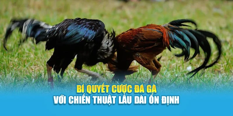 Bí Quyết Cược Đá Gà Với Chiến Thuật Lâu Dài Ổn Định