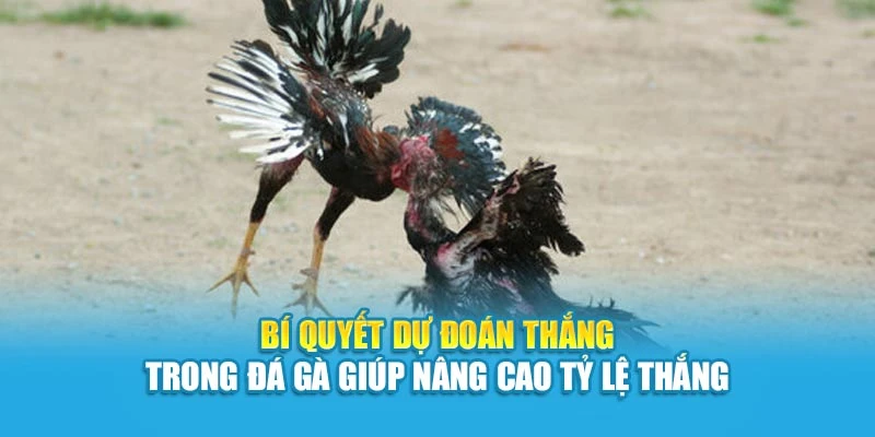 Bí quyết dự đoán thắng trong đá gà giúp nâng cao tỷ lệ thắng
