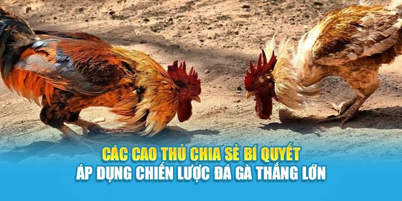 Các cao thủ chia sẻ bí quyết áp dụng chiến lược đá gà thắng lớn