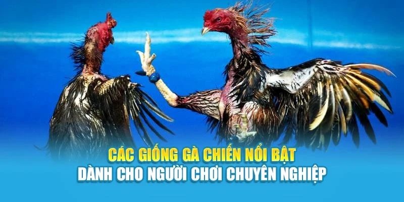 Các giống gà chiến nổi bật dành cho người chơi chuyên nghiệp
