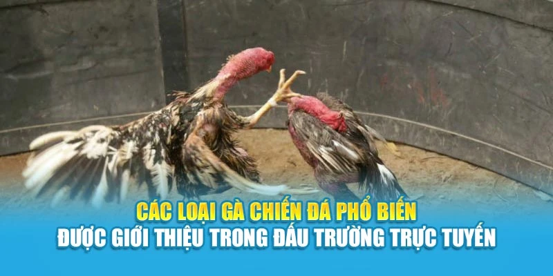 Các loại gà chiến đá phổ biến được giới thiệu trong đấu trường trực tuyến