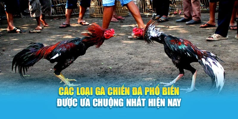 Các Loại Gà Chiến Đá Phổ Biến Được Ưa Chuộng Nhất Hiện Nay