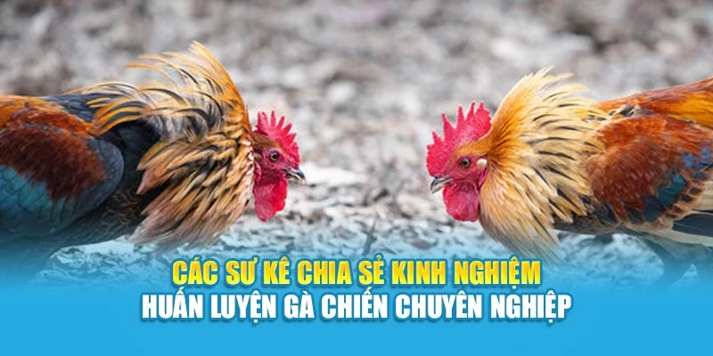 Các sư kê chia sẻ kinh nghiệm huấn luyện gà chiến chuyên nghiệp