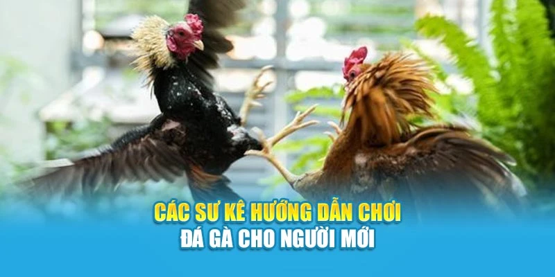 Các sư kê hướng dẫn chơi đá gà cho người mới