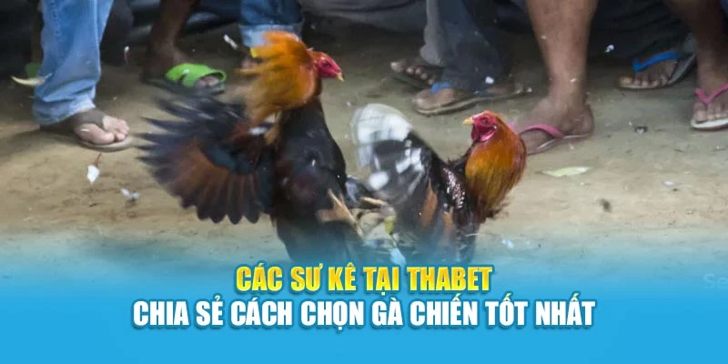 Các sư kê tại Thabet chia sẻ cách chọn gà chiến tốt nhất