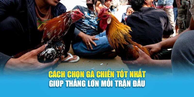 Cách Chọn Gà Chiến Tốt Nhất Giúp Thắng Lớn Mỗi Trận Đấu