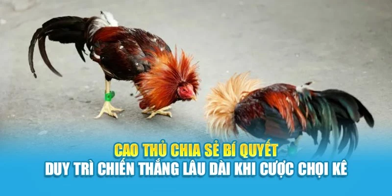 Cao thủ chia sẻ bí quyết duy trì chiến thắng lâu dài khi cược chọi kê