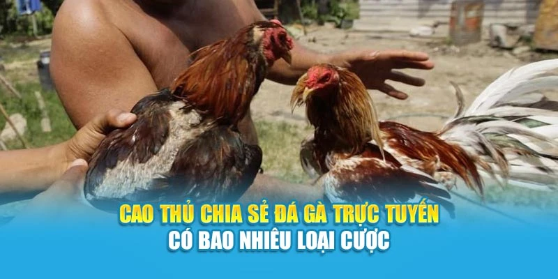 Cao thủ chia sẻ đá gà trực tuyến có bao nhiêu loại cược