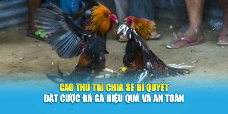 Cao thủ tại chia sẻ bí quyết đặt cược đá gà hiệu quả và an toàn