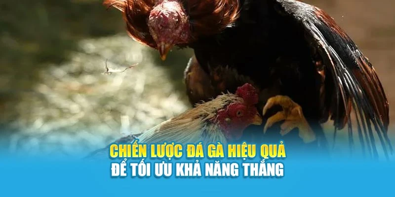 Chiến lược đá gà hiệu quả để tối ưu khả năng thắng