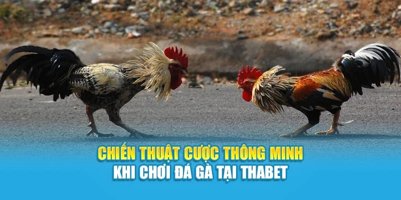 Chiến Thuật Cược Thông Minh Khi Chơi Đá Gà Tại Thabet