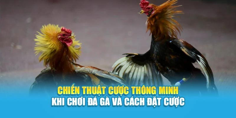 Chiến thuật cược thông minh khi chơi đá gà và cách đặt cược