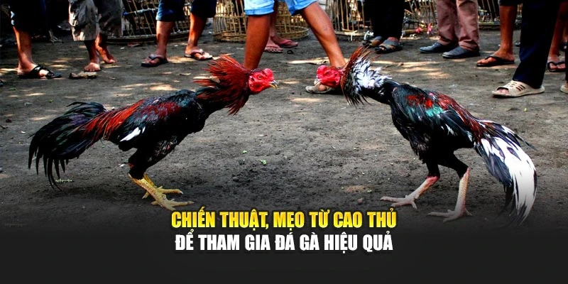 Chiến thuật, mẹo từ cao thủ để tham gia đá gà hiệu quả