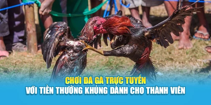 Chơi đá gà trực tuyến với tiền thưởng khủng dành cho thành viên