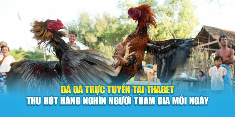 Đá gà trực tuyến tại Thabet thu hút hàng nghìn người tham gia mỗi ngày
