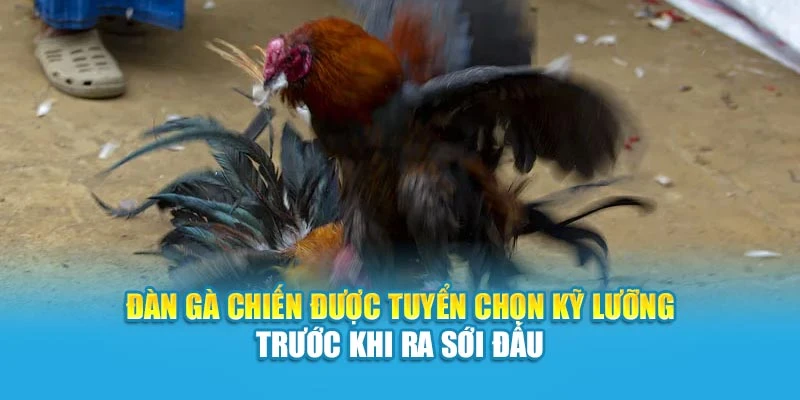 Đàn gà chiến được tuyển chọn kỹ lưỡng trước khi ra sới đấu