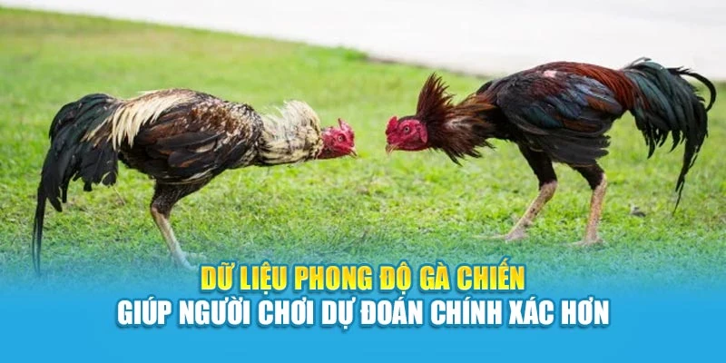 Dữ liệu phong độ gà chiến giúp người chơi dự đoán chính xác hơn