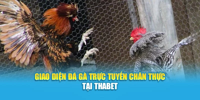 Giao diện đá gà trực tuyến chân thực tại Thabet