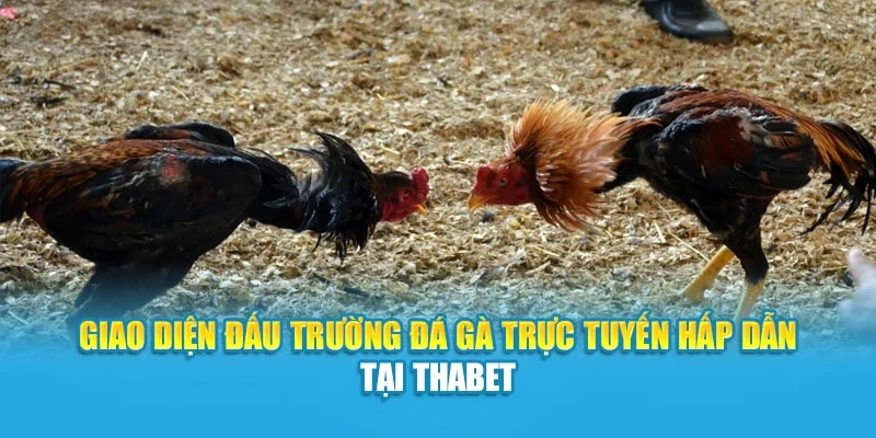 Giao diện đấu trường đá gà trực tuyến hấp dẫn tại Thabet