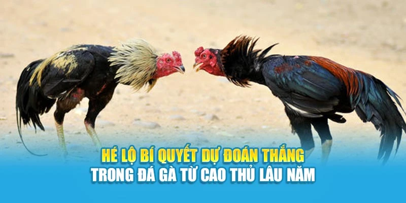 Hé Lộ Bí Quyết Dự Đoán Thắng Trong Đá Gà Từ Cao Thủ Lâu Năm
