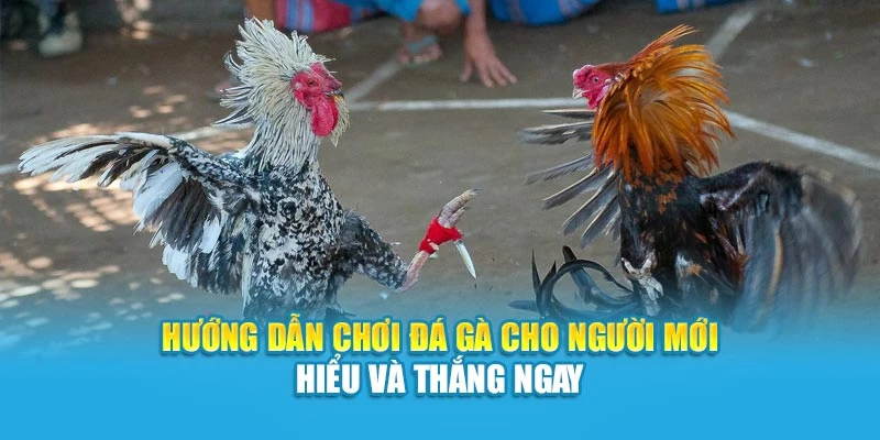 Hướng Dẫn Chơi Đá Gà Cho Người Mới Hiểu Và Thắng Ngay