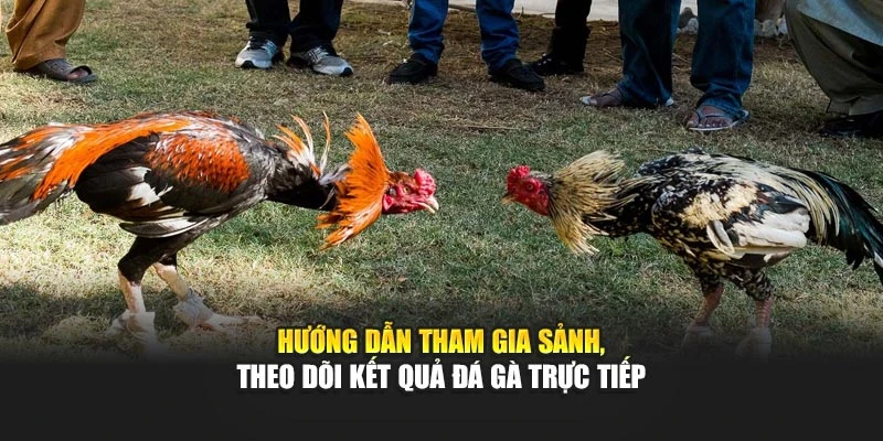 Hướng dẫn tham gia sảnh, theo dõi kết quả đá gà trực tiếp