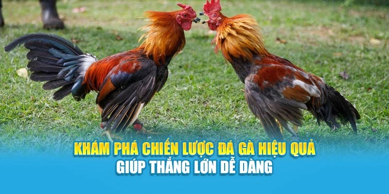 Khám Phá Chiến Lược Đá Gà Hiệu Quả Giúp Thắng Lớn Dễ Dàng