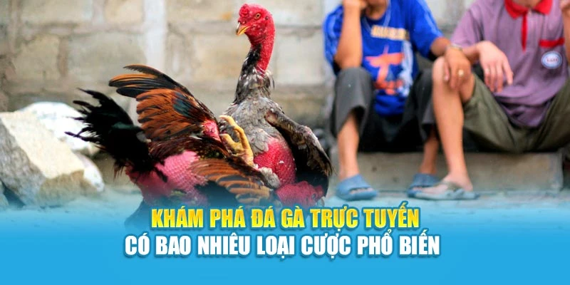 Khám Phá Đá Gà Trực Tuyến Có Bao Nhiêu Loại Cược Phổ Biến