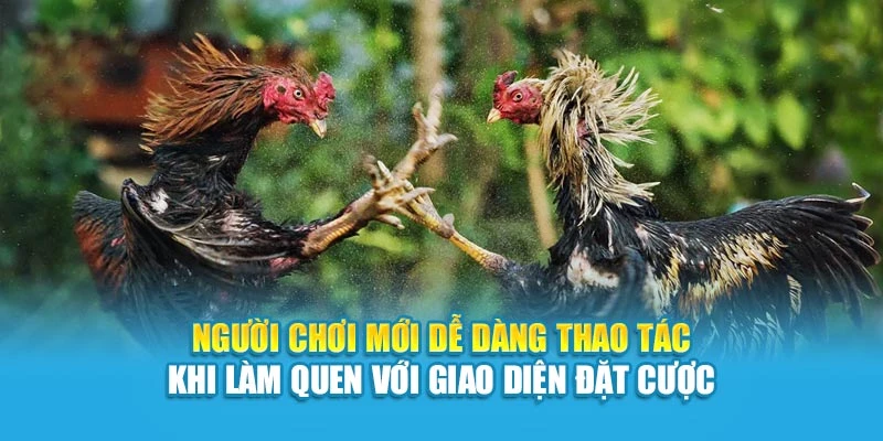Người chơi mới dễ dàng thao tác khi làm quen với giao diện đặt cược