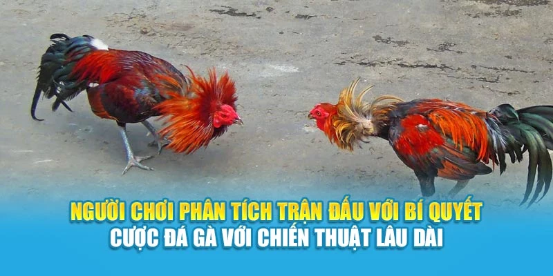 Người chơi phân tích trận đấu với bí quyết cược đá gà với chiến thuật lâu dài