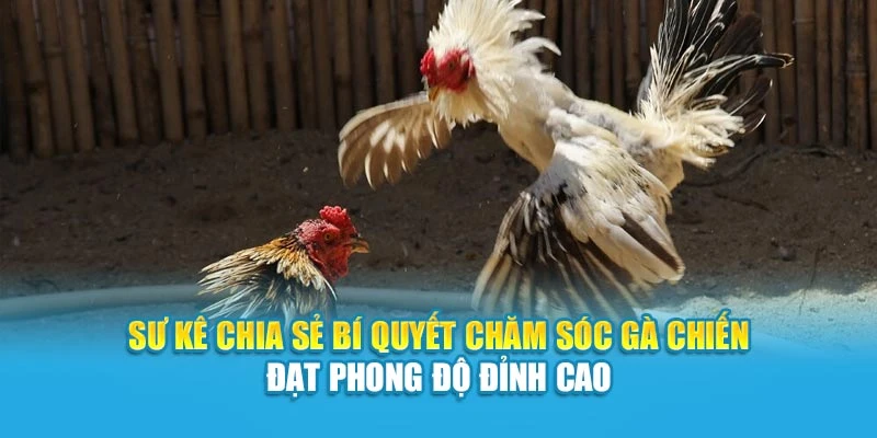 Sư kê chia sẻ bí quyết chăm sóc gà chiến đạt phong độ đỉnh cao