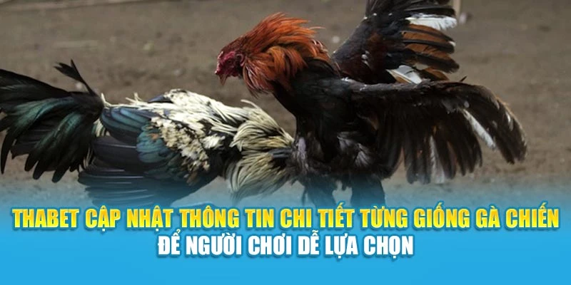 Thabet cập nhật thông tin chi tiết từng giống gà chiến để người chơi dễ lựa chọn