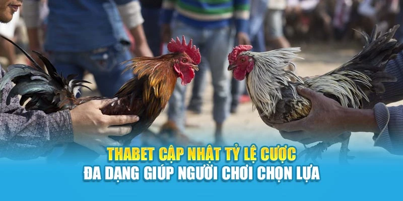 Thabet cập nhật tỷ lệ cược đa dạng giúp người chơi chọn lựa