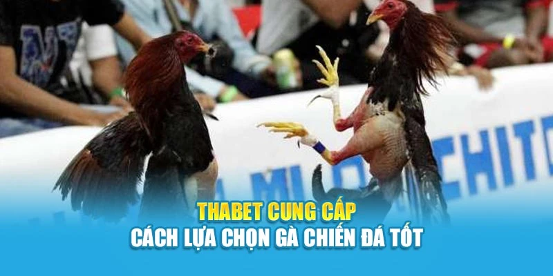 Thabet cung cấp cách lựa chọn gà chiến đá tốt