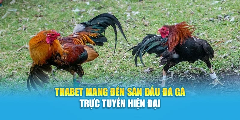 Thabet mang đến sàn đấu đá gà trực tuyến hiện đại