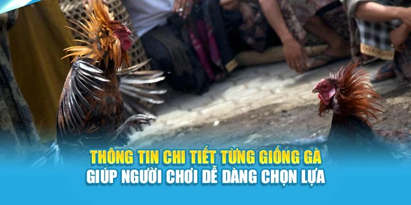 Thông tin chi tiết từng giống gà giúp người chơi dễ dàng chọn lựa