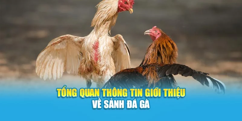 Tổng quan thông tin giới thiệu về sảnh đá gà
