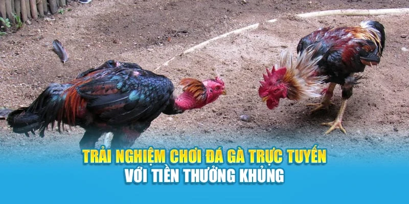 Trải Nghiệm Chơi Đá Gà Trực Tuyến Với Tiền Thưởng Khủng